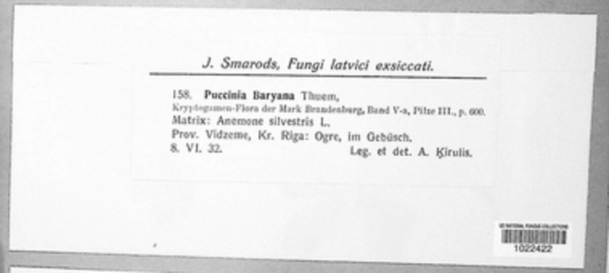 Puccinia debaryana image